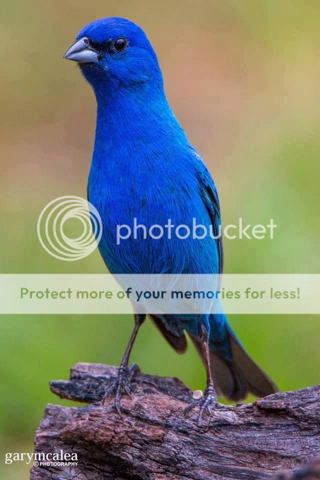 UserPostedImage