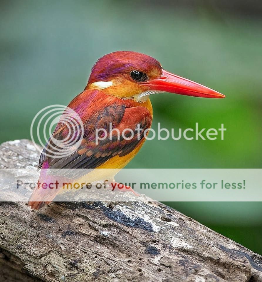 UserPostedImage