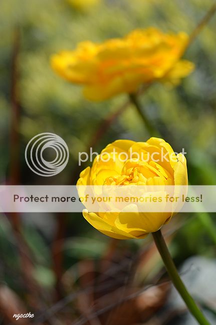 UserPostedImage