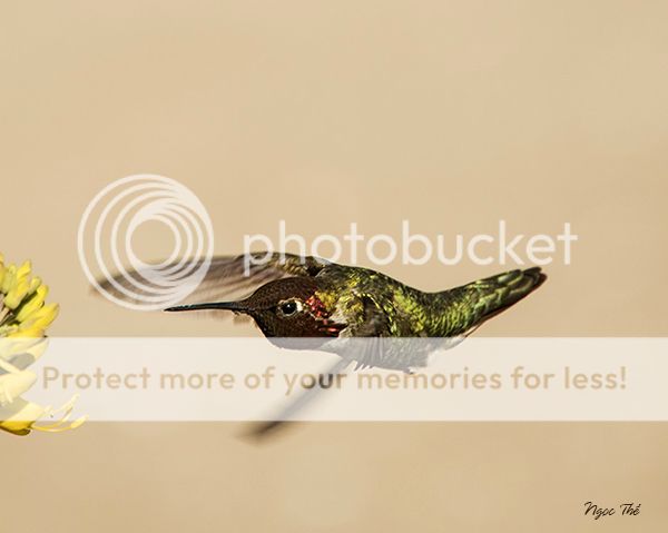 UserPostedImage